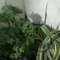 گل و درخت ویلایی