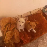 یک جفت پاکوتاه ۳ماهه بخاطر سازگاری بفروش میرسد|سگ|مشگین شهر, |دیوار