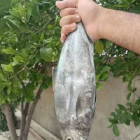 ماهی خوردنی