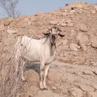 نری صومال اصل