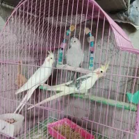 انواع پرنده عروس قناری خاکی سهره قناری پروانه ای|پرنده|مشگین شهر, |دیوار