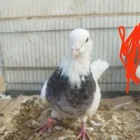 کبوتر کلفه|پرنده|اردبیل, |دیوار