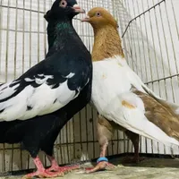 چند جفت کبوتر طوقی سینه ای کله الماسی دم سفید|پرنده|اصفهان, تخت فولاد|دیوار