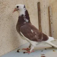 کبوتر جوجه|پرنده|قم, زاویه|دیوار