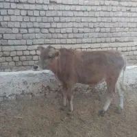 گوساله نر جرسی|حیوانات مزرعه|قم, بوستان علوی|دیوار