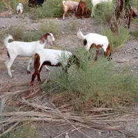 کهره گیسه|حیوانات مزرعه|بلوک, |دیوار