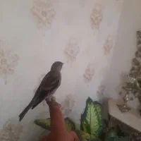 جوجه سهره قناری نر دستی|پرنده|اصفهان, باب الدشت|دیوار