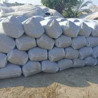 ذرت علوفه ای