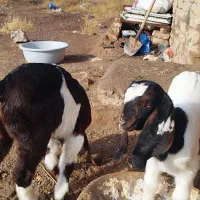 بوزدوقلوزا جوان با2ته بوزغاله|حیوانات مزرعه|اشتهارد, |دیوار