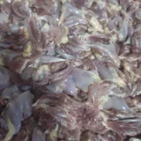 ران مرغ تخمگذار