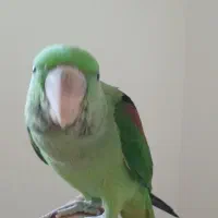 جوجه شاه راهب ملنگو گرینچیک