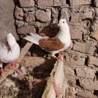 نر شو زرد خال سیا|پرنده|بروجرد, |دیوار