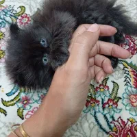 گربه چشم سبز