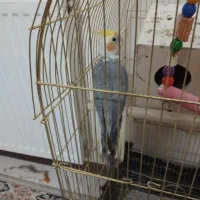 عروس هلندی نر