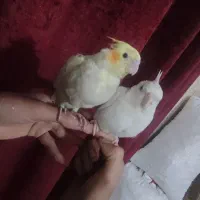 عروس هلندی لوتینو آلبینو گل باقالی