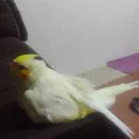 پرنده دستی بامزه