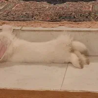 خرگوش برای واگذاری