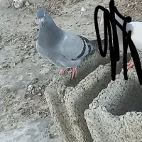 کبوتر گمشده پلاکی