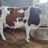 تلیسه سیمینتال