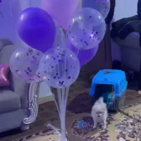 سگ پامر اشپیتز|سگ|شیراز, شهرک گلستان|دیوار