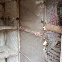 جفتگاه گفتر