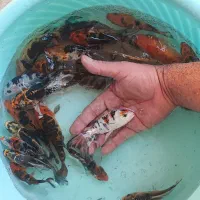 ماهی|ماهی|اصفهان, نصرآباد|دیوار