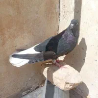رنگی شهرستانی|پرنده|مسجد سلیمان, |دیوار