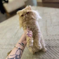 گربه پرشین سوپرفلت