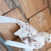 کفتر|پرنده|قم, نیروگاه|دیوار