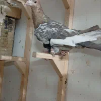 کفتر کبوتر رنگه آلمانی پرشی جفتگاه|پرنده|مشهد, بلال|دیوار