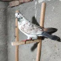 پرشی بلندگرد. تیر ماهی