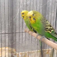 پرنده .مرغ عشق|پرنده|قم, باغ شریفی|دیوار