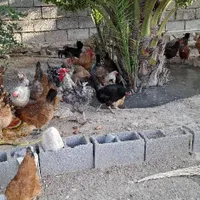 فروش مرغ|حیوانات مزرعه|بوشهر, |دیوار
