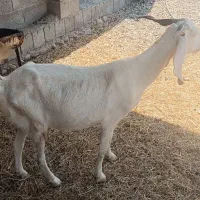 کهره ماده