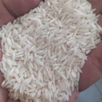 برنج شیرودی