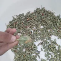 هندوانه ابوجهل|خوردنی و آشامیدنی|تهران, امیریه|دیوار