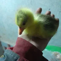 جوجه غاز|حیوانات مزرعه|رشت, پسیخان|دیوار