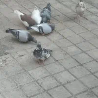 کبوتراصل