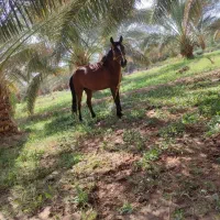 اسب درهشور