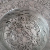 ماهی گوپی بلک|ماهی|جهرم, |دیوار