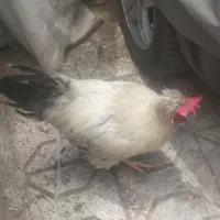 ۲ عدد خروس