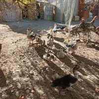 غاز و اوردک اسراعیلی|حیوانات مزرعه|قشلاق دشت, |دیوار