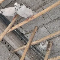 کبوتر عالی|پرنده|تهران, مطهری|دیوار