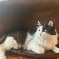 واگذاری گربه