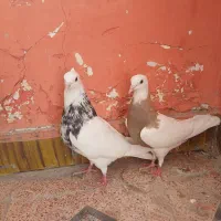 کبوتر طوقی|پرنده|شیراز, پارک آزادی|دیوار