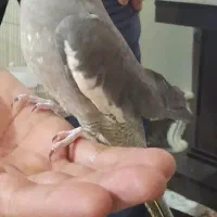 عروس هلندی ماده