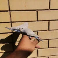 مرغ عشق دستی|پرنده|شیراز, محراب|دیوار