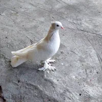 کبوتر سفید کاکلی|پرنده|کردکوی, |دیوار