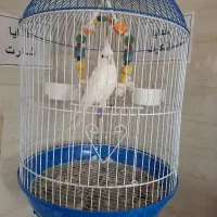 عروس هلندی|پرنده|محمدشهر, محمدشهر|دیوار