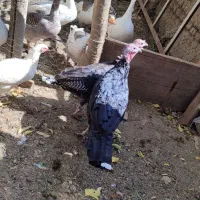 فروش غاز.جوجه.مرغ.بوقلمون|حیوانات مزرعه|نهاوند, |دیوار
